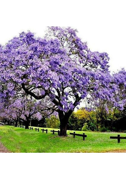 Mor Çiçekli Yoğun Kokulu Paulownia Ağacı Fidanı (60-100 Cm) modelleri