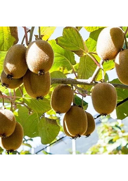 Hayward Kivi Fidanı Paketi(1 Dişi-1 Erkek) fiyatları