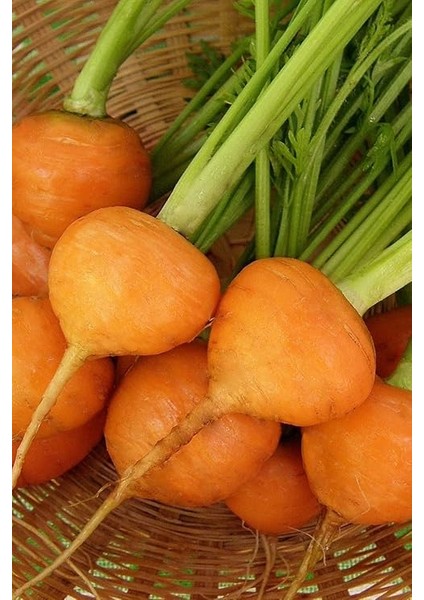 Topak Havuç Tohumu / 40 Adet Havuç Tohumu modelleri