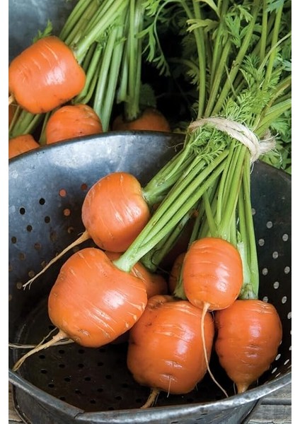 Topak Havuç Tohumu / 40 Adet Havuç Tohumu fırsatları