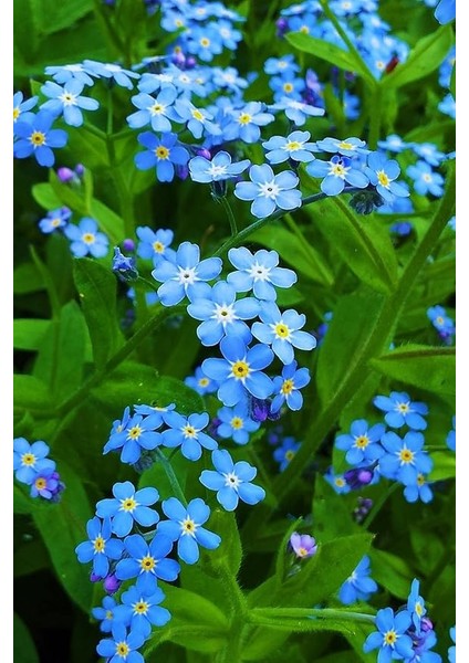 Look Mavi Unutma Beni Çiçeği Tohumu / 20 Adet Tohum TH-THMCMTHM371