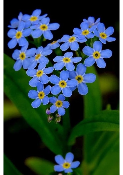 Look Mavi Unutma Beni Çiçeği Tohumu / 20 Adet Tohum TH-THMCMTHM371 fırsatları