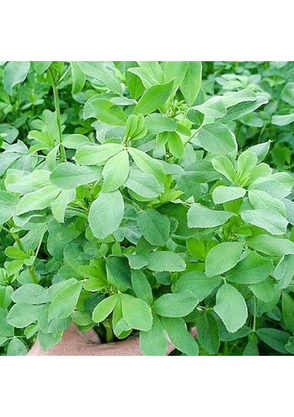 Üç Yapraklı Yonca Çiçeği 200 Adet Tohum indirimleri