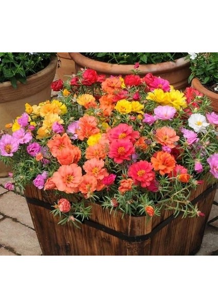 Ipek Çiçeği Tohumu Duble Katlı - Karışık Renkli (25 Tohum) fiyatları