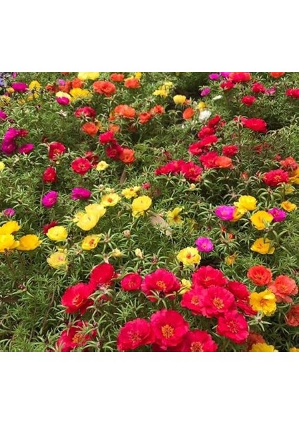 Ipek Çiçeği Tohumu Duble Katlı - Karışık Renkli (25 Tohum) modelleri