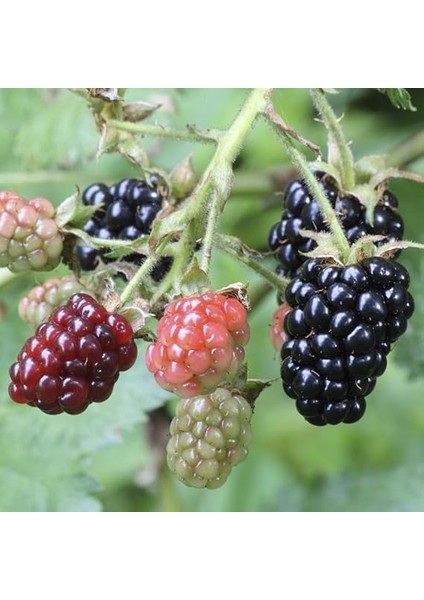 Tatlı Dikensiz Böğürtlen Tohumu (10 Tohum) fiyatları