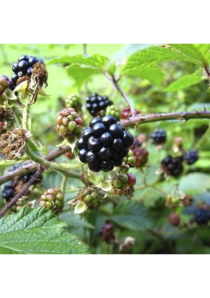 Tatlı Dikensiz Böğürtlen Tohumu (10 Tohum) fırsatları