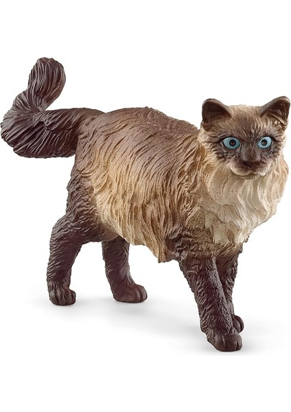 Ragdoll Kedi