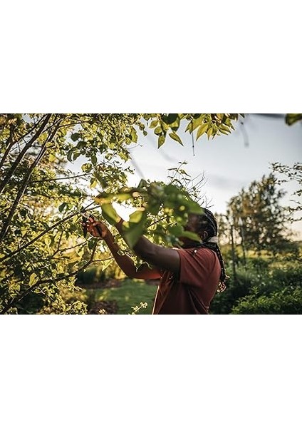 Bypass M Bahçe Makası, Masif, P321, Taze Dallar ve Çalılar Için, Yapışmaz Kaplama, Paslanmaz Çelik Bıçaklar, Uzunluk: 20,1 Cm, Siyah/turuncu, 1057162 modelleri