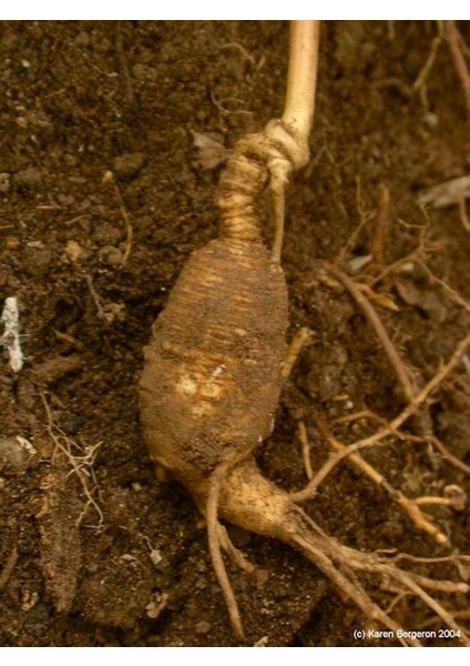 7 Adet Şakayık Çiçeği Soğanı..karışık Renkler.yeni Mahsul. modelleri