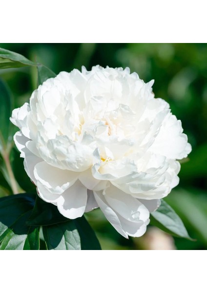 7 Adet Şakayık Çiçeği Soğanı..karışık Renkler.yeni Mahsul. fırsatları