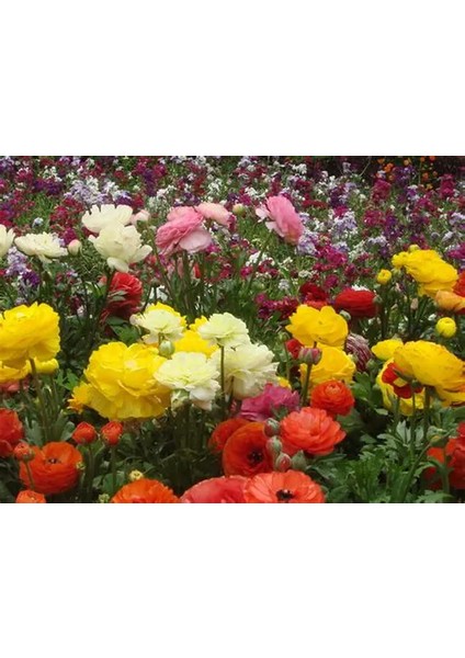 7 Adet Şakayık Çiçeği Soğanı..karışık Renkler.yeni Mahsul.