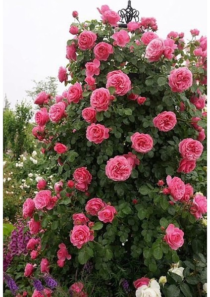 Look 15 Adet Pembe Renkli Sarmaşık Gül Tohumu TH-9527401735068451