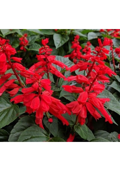 Ateş Çiçeği Tohumu (Bodur Çok Çiçekli) Kırmızı Renkli - 15 Tohum