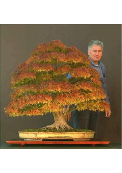 Look Bodur Çınar Bonzai Ağacı Tohumu 5 Adet Bonsai Ağacı Tohumu TH-8777963100261