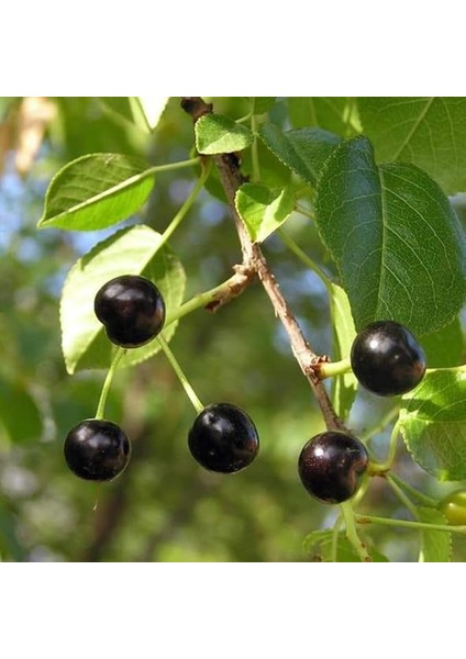 Mahlep Fidanı 2 Yaşında Tüplü