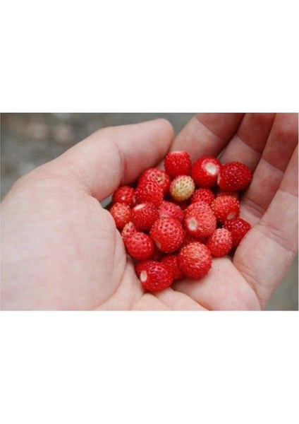 Dağ Çileği Tohumu 20 Adet Tohum Yabani Çilek Tohumu