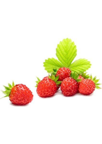 Dağ Çileği Tohumu 20 Adet Tohum Yabani Çilek Tohumu modelleri