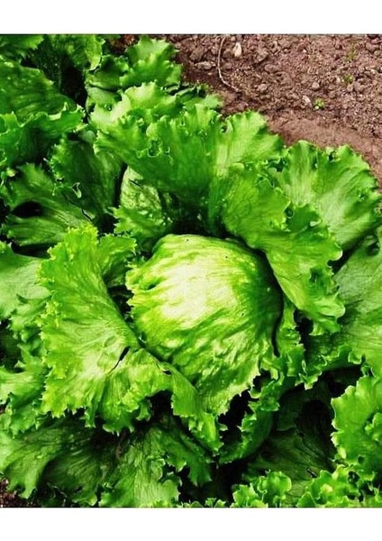 Tarım Doğal Göbek Marul Iceberg Great Lakes 1000 Adet Tohum