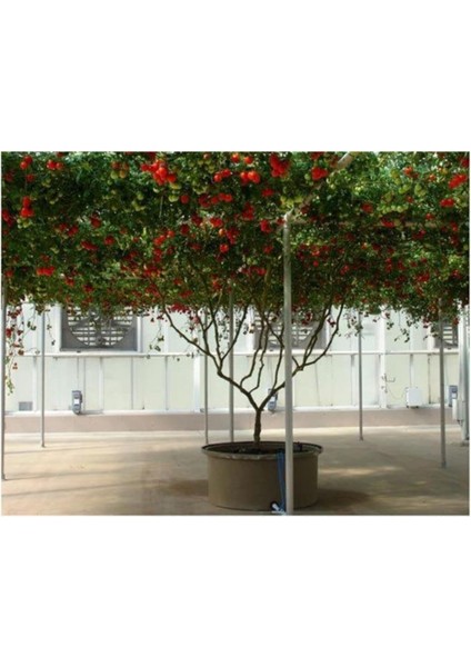 Ithal Italyan Domates Ağacı Tohumu 20 Adet Domates Tohumu fiyatları