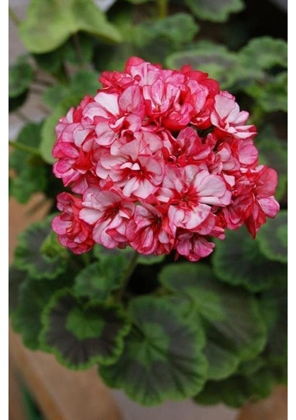 Dünyam 10 Adet Iki Renk Sakız Sardunya Çiçek Tohumu