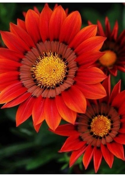 Look Kırmızı Gazanya Çiçek Tohumu 10 15 Adet TH-2022DSHNGLKTHM133