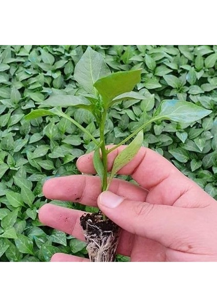Cin Turşuluk Sofralık Acı Biber Fidesi (5 Adet) fiyatları