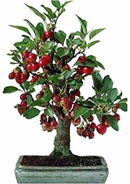 Adet Tohum Bodur Bonsai Kiraz Ağacı Bonzai Tohumu Saksı Toprak Hediyemizdir