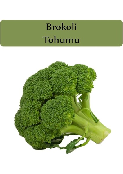 Organik Brokoli Tohumu 1 Paket (1 GR=250+ Adet)
