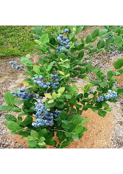 Tüplü Bluecropt Yaban Mersini Fidanı fiyatları