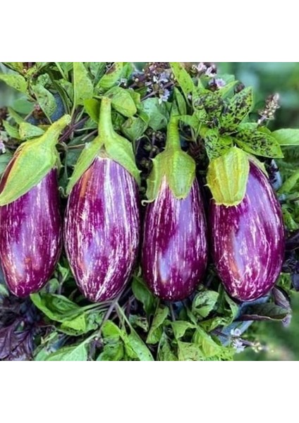 Tarım Ata Tohumu Yöresel Kayseri Yamula Patlıcanı Pijamalı Patlıcan 50 Adet Tohum