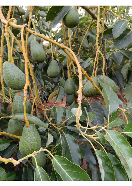 Yerli Avokado 1 kg fırsatları