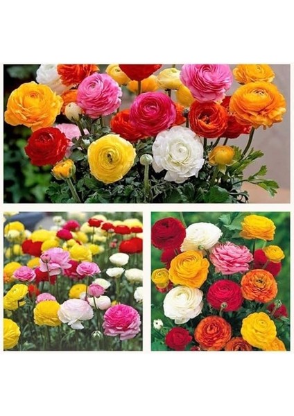 Çiçeği Tohumu (Katmerli Büyük Çiçekli) Karışık Renkli - 5 Tohum fırsatları