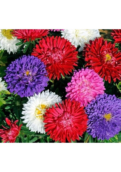 Aster Kasımpatı (Krizantem) Karışık Renkli - 20 Tohum