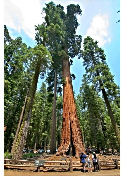 Look 10 Adet Dev Sekoya Ağacı Tohumu Th-Sekoyaağacı1