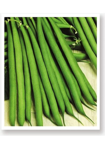 Tarım Ata Tohumu Yerli Oturak Yeşil Fasulye 50 Adet Tohum