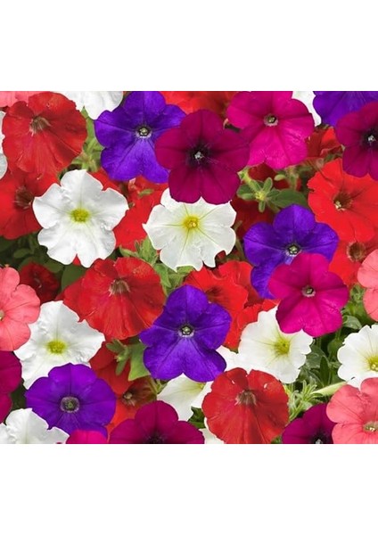 Petunya Çiçeği Tohumu (Iri Çiçekli Bodur) Karışık Renkli - 15 Tohum modelleri