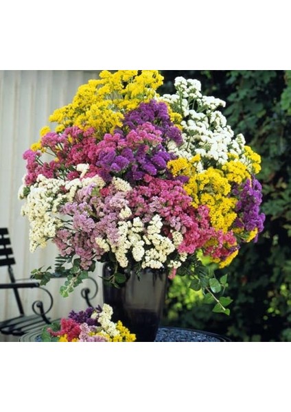 Limonyum Çiçeği Tohumu (Ölümsüz Çiçeği) Karışık Renkli - 15 Tohum modelleri