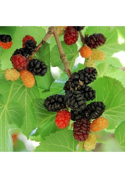 Tüplü Aşılı Leziz Aromatik Ekşi Kara Dut Fidanı