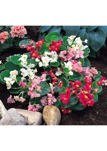 Şeker Begonya Tohumu Banga - Karışık Renkli (20 Tohum) modelleri