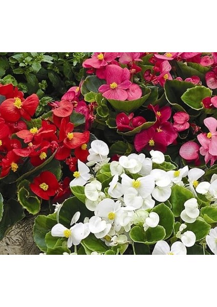 Şeker Begonya Tohumu Banga - Karışık Renkli (20 Tohum) indirimleri
