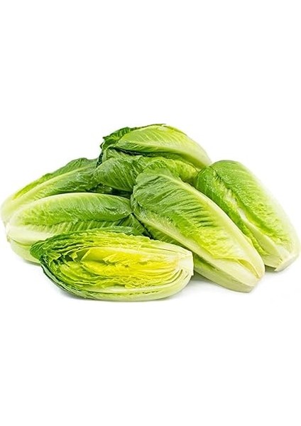 Adet Parris Island Romaine Marul Tohumu modelleri