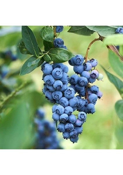 Paket Tüplü Darrow Yaban Mersini Fidanı modelleri