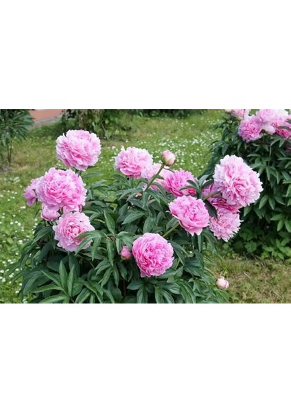 7 Adet Şakayık Çiçeği Soğanı..karışık Renkler.yeni Mahsul.