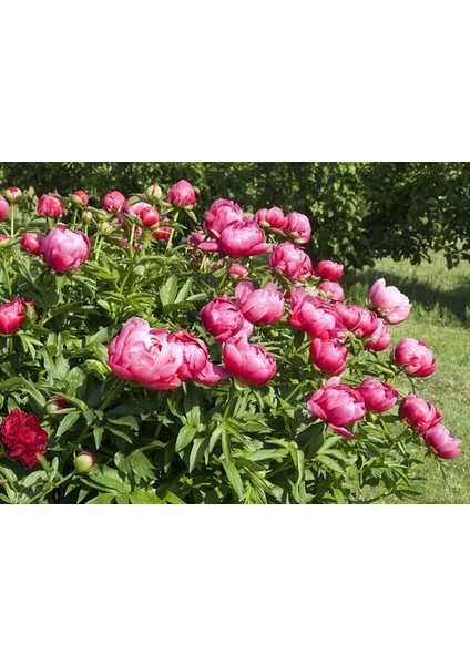 7 Adet Şakayık Çiçeği Soğanı..karışık Renkler.yeni Mahsul. fiyatları