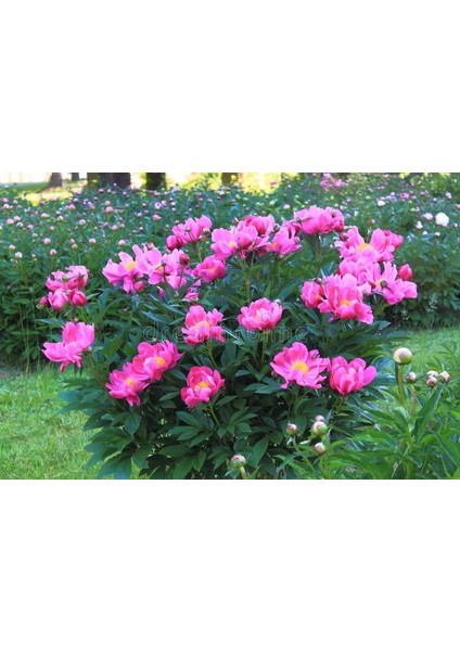 7 Adet Şakayık Çiçeği Soğanı..karışık Renkler.yeni Mahsul. indirimleri