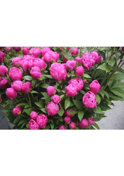 7 Adet Şakayık Çiçeği Soğanı..karışık Renkler.yeni Mahsul.