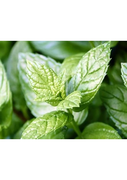 Nane (+250 Tohum) - Akgen