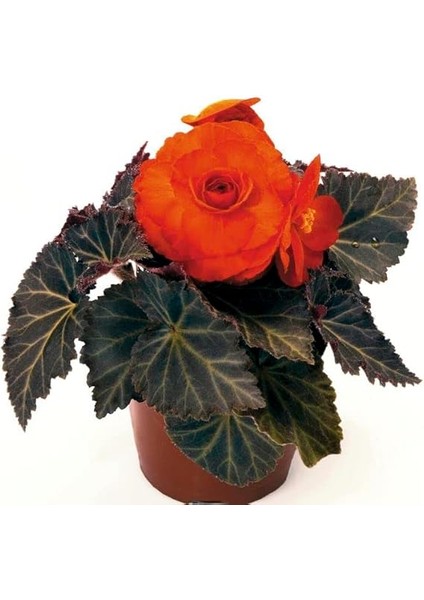 Begonya Tohumu (Katmerli, Kırmızı Yaprak) Turuncu Renkli - 8 Tohum fiyatları