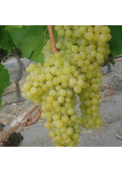 Tüplü Aromalı Yapıncak Üzüm Fidanı